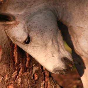 Grey mare rubbing against a tree