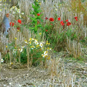 Grey Partridge - Male in winter stubble with poppy's Grey Partridge - Male in winter stubble with poppy's