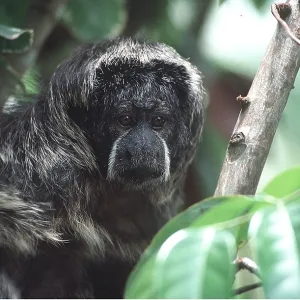 GREY SAKI MONKEY - IN TREE GREY SAKI MONKEY - IN TREE