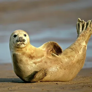 Grey Seal - resting on beach stretching it's body Grey Seal - resting on beach stretching it's body