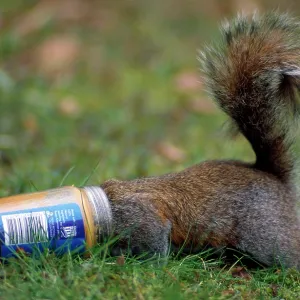 Grey Squirrel -