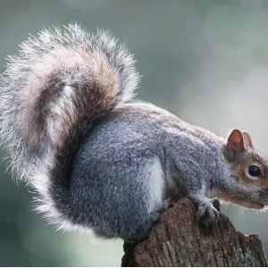 GREY SQUIRREL - close-up on post GREY SQUIRREL - close-up on post
