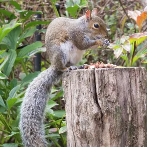Grey Squirrel - feeding in urban garden - Birmingham UK Grey Squirrel - feeding in urban garden - Birmingham UK