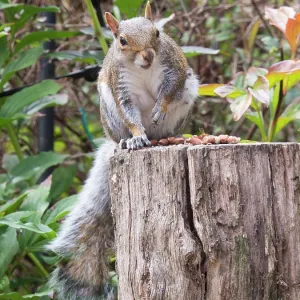 Grey Squirrel - feeding in urban garden - Birmingham UK Grey Squirrel - feeding in urban garden - Birmingham UK