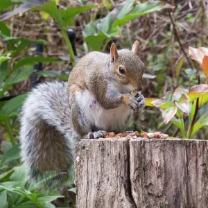 Grey Squirrel - feeding in urban garden - Birmingham UK Grey Squirrel - feeding in urban garden - Birmingham UK