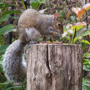 Grey Squirrel - feeding in urban garden - Birmingham UK Grey Squirrel - feeding in urban garden - Birmingham UK