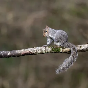 Grey Squirrel - Grooming - UK Grey Squirrel - Grooming - UK