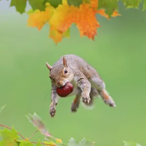 Grey Squirrel - jumping in mid-air - with nut in mouth Grey Squirrel - jumping in mid-air - with nut in mouth