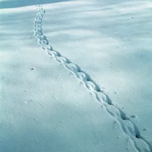 GREY SQUIRREL TRACKS IN SNOW GREY SQUIRREL TRACKS IN SNOW