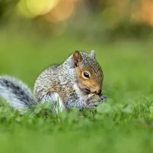 Grey Squirrel - Young - With Nut - UK Grey Squirrel - Young - With Nut - UK