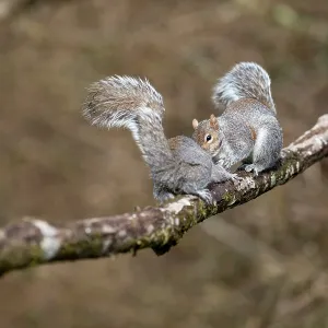 Grey Squirrels - Interaction - UK Grey Squirrels - Interaction - UK