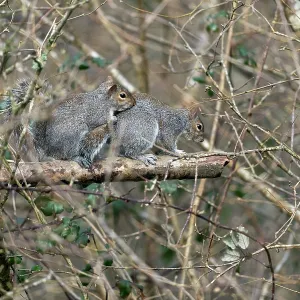 Grey Squirrels - Mating Behaviour - UK Grey Squirrels - Mating Behaviour - UK