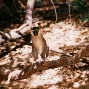 Grey Tantalus Monkey - sits on branch Grey Tantalus Monkey - sits on branch