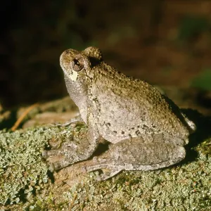 Grey Tree Frog Grey Tree Frog