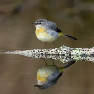 Grey Wagtail - Calling - Reflection - UK Grey Wagtail - Calling - Reflection - UK