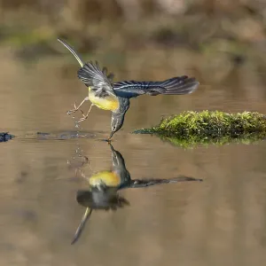 Grey Wagtail - Male - Winter - UK Grey Wagtail - Male - Winter - UK
