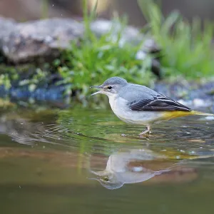 Grey Wagtail (Motacilla cinerea) ~ looking for food on river shore ~ Castilla y Leon Grey Wagtail (Motacilla cinerea) ~ looking for food on river shore ~ Castilla y Leon