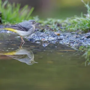 Grey Wagtail (Motacilla cinerea) ~ looking for food on river shore ~ Castilla y Leon Grey Wagtail (Motacilla cinerea) ~ looking for food on river shore ~ Castilla y Leon