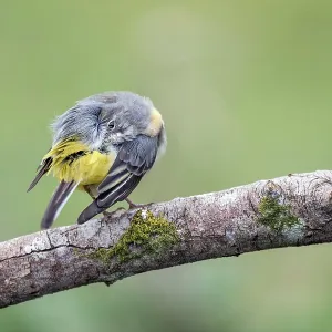 Grey Wagtail - Preening - UK Grey Wagtail - Preening - UK