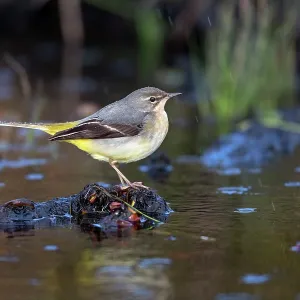 GRey Wagtail - Winter Plumage - in Rain - UK GRey Wagtail - Winter Plumage - in Rain - UK