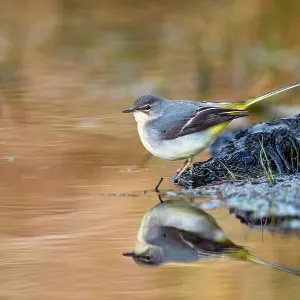 Grey Wagtail - Winter - UK Grey Wagtail - Winter - UK