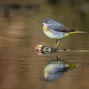 Grey Wagtail - Young Male - UK Grey Wagtail - Young Male - UK