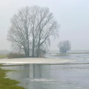 Grey Willow (Salix cinerea) at outer marches du Grey Willow (Salix cinerea) at outer marches du