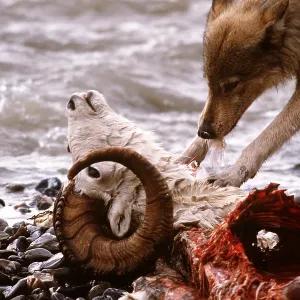 GREY WOLF - feeding on Dall sheep ram