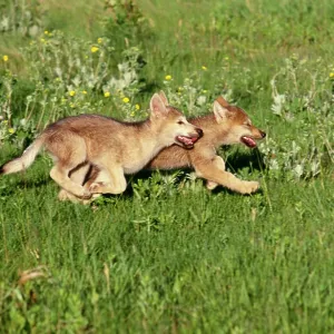 Grey Wolf - pups running in meadow Grey Wolf - pups running in meadow