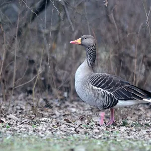 Greylag Goose Greylag Goose