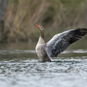 Greylag Goose - Bathing - UK Greylag Goose - Bathing - UK