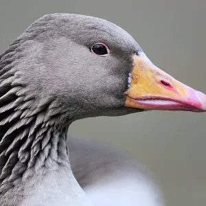 Greylag Goose - close-up of head Greylag Goose - close-up of head
