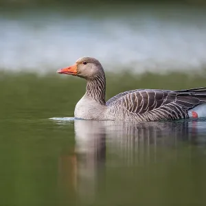 Greylag Goose - Swimming - UK Greylag Goose - Swimming - UK