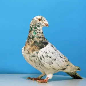 Grizzle Pigeon - male, domestic shoe breed Grizzle Pigeon - male, domestic shoe breed