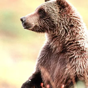 GRIZZLY BEAR - head & shoulders