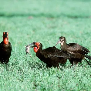 GROUND HORNBILL FAMILY - with frog GROUND HORNBILL FAMILY - with frog