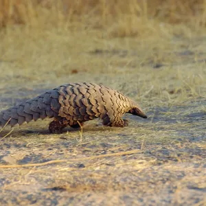 Ground Pangolin Ground Pangolin
