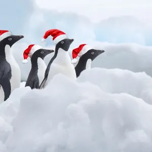 A group of four Adelie Penguins (Pygoscelis adeliae) A group of four Adelie Penguins (Pygoscelis adeliae)