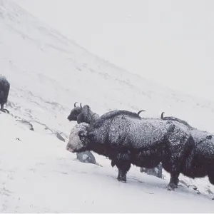 GROUP OF YAK IN SNOW GROUP OF YAK IN SNOW