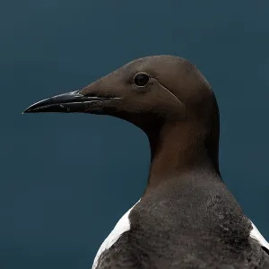 Guillemot - Profile - UK Guillemot - Profile - UK