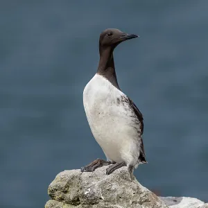 Guillemot - on Rock - UK Guillemot - on Rock - UK