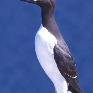 GUILLEMOT - standing, portrait GUILLEMOT - standing, portrait