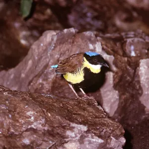 GURNEYS PITTA - male GURNEYS PITTA - male
