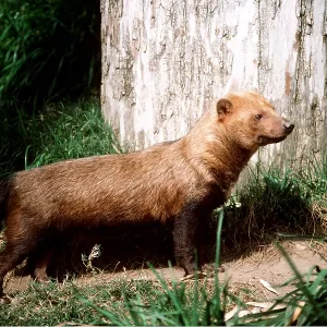 GUYANA BUSH DOG