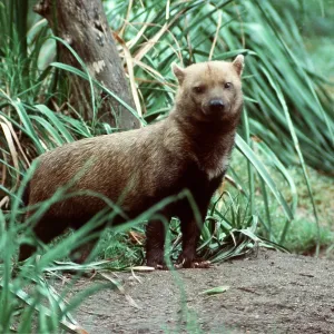 Guyana / South American Bush Dog