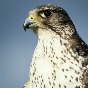 Gyr Falcon Gyr Falcon