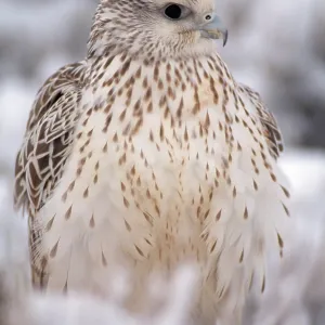 Gyr Falcon - in snow Gyr Falcon - in snow