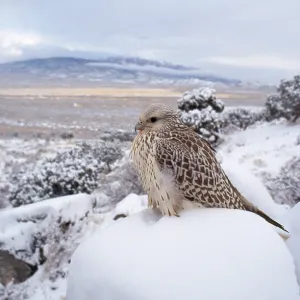 Gyr Falcon - in snow Gyr Falcon - in snow