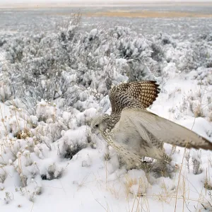 Gyr Falcon - in snow Gyr Falcon - in snow