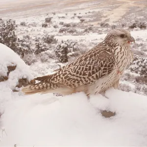 GYR FALCON - in snow scene GYR FALCON - in snow scene
